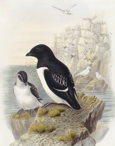 Alca (Alle alle), Grabado de John Gould de John Gould