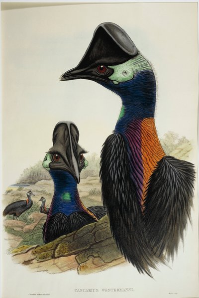 Casuario enano (Casuarius bennetti), grabado de John Gould