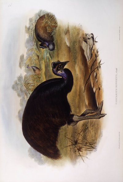 Casuario enano (Casuarius bennetti), grabado por John Gould de John Gould