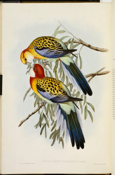 Rosella Oriental, de "Las Aves de Australia", Primera Edición, publicada 1840-69 de John Gould