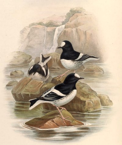 Enicurus scouleri de John Gould