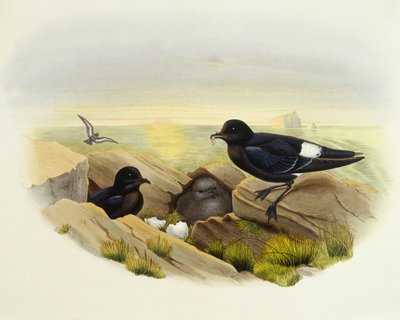 Paíño europeo (Hydrobates pelagicus), Grabado de John Gould de John Gould