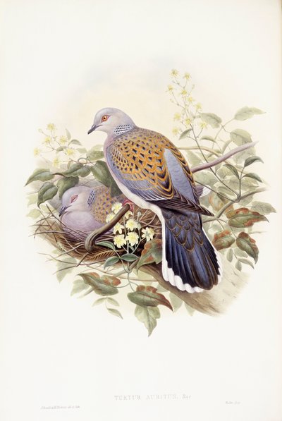 Tórtola europea (Streptopelia turtur), grabado por John Gould de John Gould