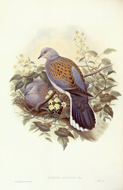 Tórtola europea (Streptopelia turtur), grabado por John Gould de John Gould