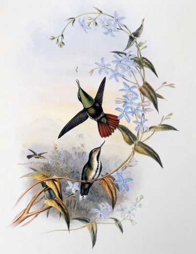 Colibrí de cola de fuego (Avocettula recurvirostris) de John Gould