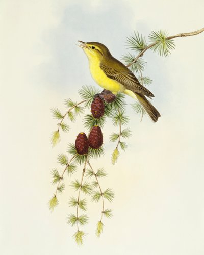 Papamoscas (Ficedula hypolaris), grabado por John Gould de John Gould