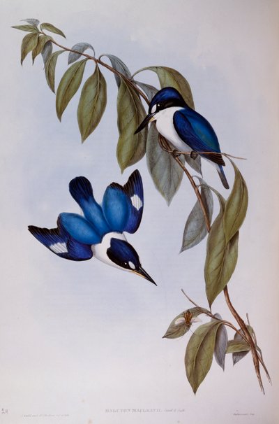 Martín pescador del bosque (Halcyon Macleay), grabado de Aves de Australia de John Gould