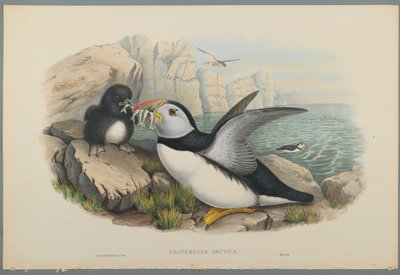 Fratercula Artica: Frailecillo de John Gould