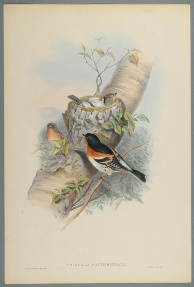 Fringilla Montifringilla - Pinzón Real de John Gould