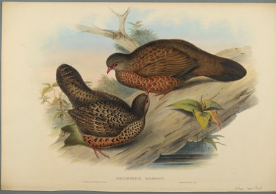 Galloperdix Spadiceus de John Gould