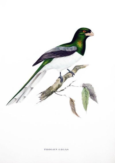 Trogón gigante, ave de la India, grabado del libro de John Gould (1804-1881) "Aves tropicales" de John Gould