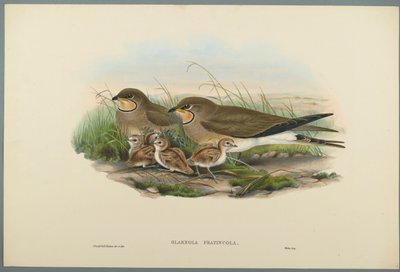 Glareola Pratincola - Canastera Común de John Gould