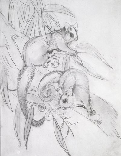Petauros deslizadores de John Gould