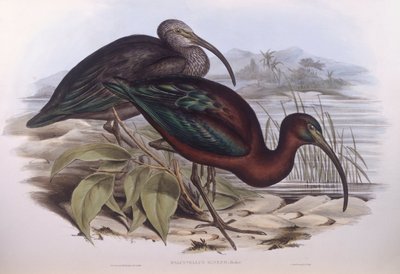 Ibis brillante (Plegadis falcinellus), grabado por John Gould de John Gould