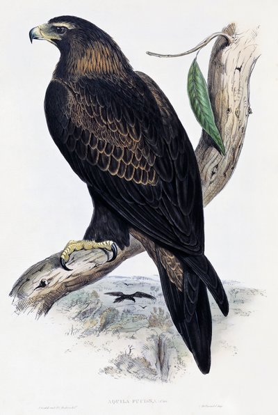 Águila real (Aquila chrysaetos), litografía de Aves de Australia y Gran Bretaña por John Gould (1804-1881), Reino Unido de John Gould