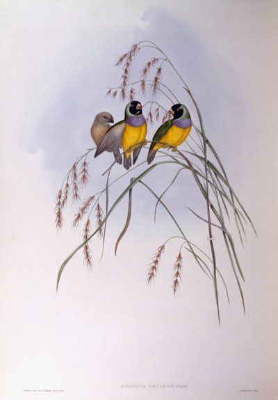 Diamante de Gould (Chloebia o Erythrura gouldiae), grabado por John Gould de John Gould