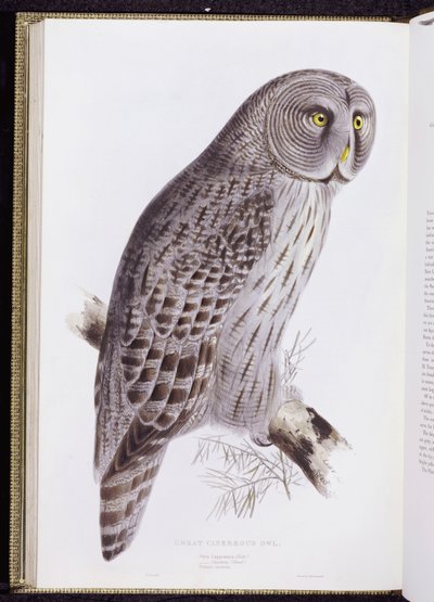 Gran Búho Cinéreo, de "Las Aves de Gran Bretaña", publicado en Londres, 1862-73 de John Gould