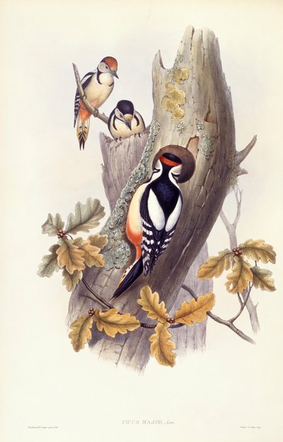 Pico picapinos (Dendrocopos major), grabado por John Gould de John Gould
