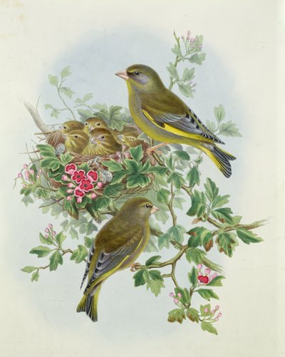 Verderón, 1873 de John Gould