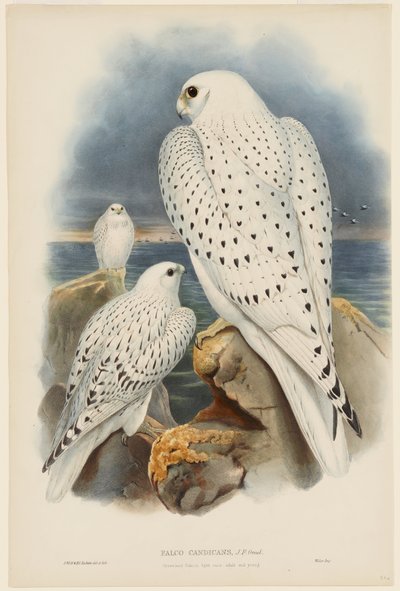  de John Gould