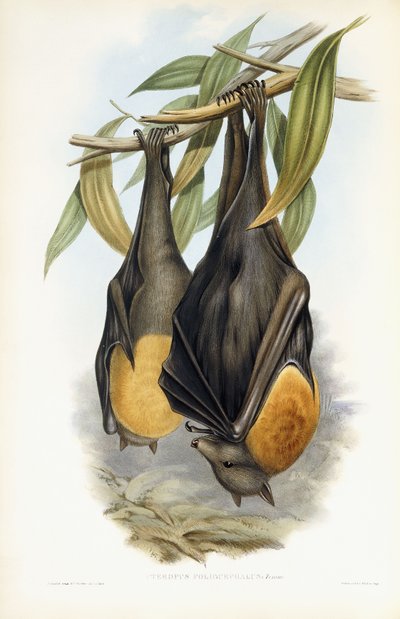 Zorro volador de cabeza gris de John Gould