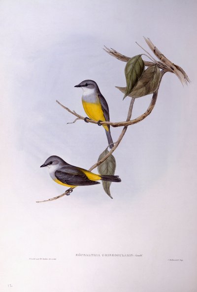 Petirrojo de pecho gris (Eopsaltria griseogularis), grabado de John Gould de John Gould