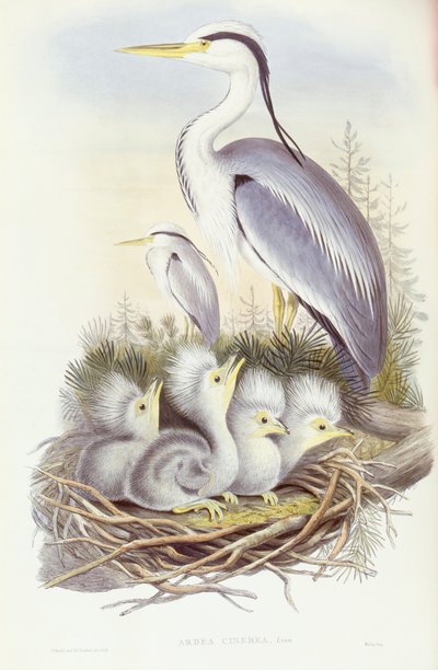Garza real (Ardea cinerea), grabado por John Gould de John Gould
