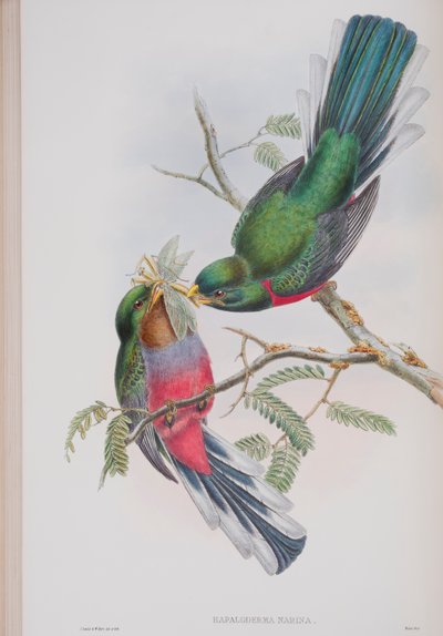 Hapaloderma Narina, lámina de Las aves de Gran Bretaña de John Gould, publicado 1862-73 de John Gould