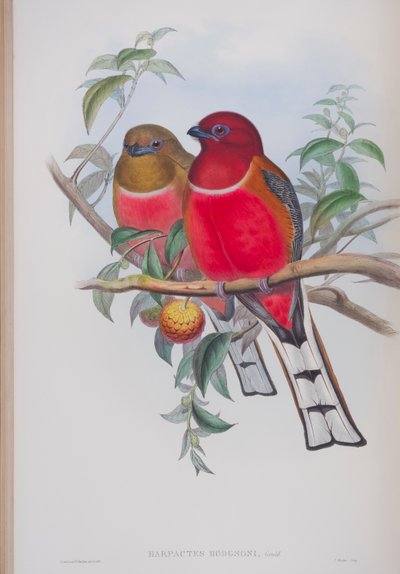 Harpactes Hodgsoni, lámina de Las aves de Gran Bretaña de John Gould, publicado 1862-73 de John Gould