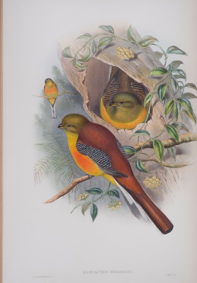 Harpactes Oreskios, lámina de Las aves de Gran Bretaña de John Gould, publicado 1862-73 de John Gould