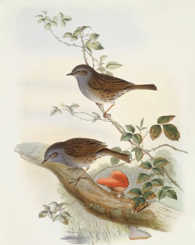 Acentor común (Prunella modularis), grabado por John Gould de John Gould