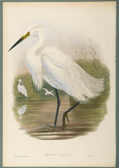 Herodias Garzetta - Garceta Común de John Gould