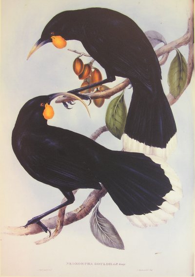 Ilustración de la pareja Huia de John Gould