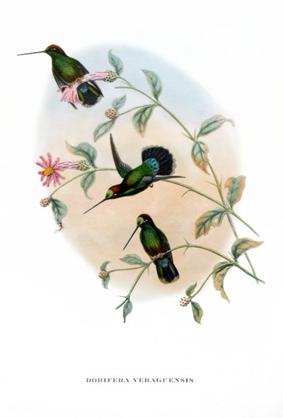Colibrí - Veruguan Lance-Bill, aves de Costa Rica , grabado del libro de John Gould (1804-1881) "Aves Tropicales" de John Gould