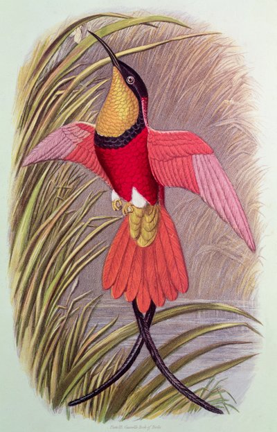 Colibrí: Topacio carmesí, lámina 23 de 