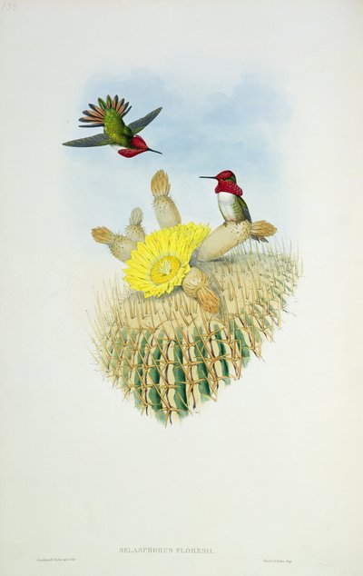 Colibrí, grabado por Walter y Cohn de John Gould