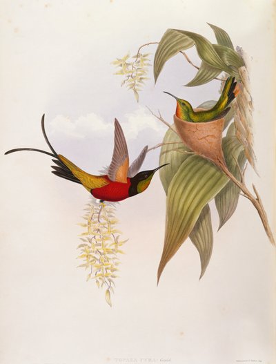 Colibríes (Topaza Pyra) de A Monograph of the Trochilid de John Gould