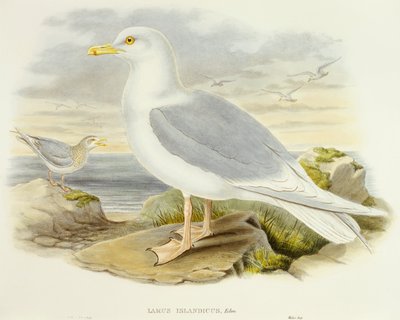 Gaviota islandesa (Larus glaucoides), grabado por John Gould de John Gould