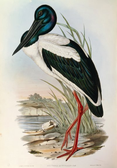 Ilustración de "Las aves de Australia" de John Gould representando al Jabirú asiático Ephippiorhynchus asiaticus de John Gould