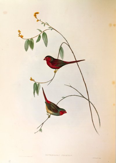 Ilustración de "The Birds of Australia" de John Gould representando al Pinzón carmesí Neochmia phaeton, grabado coloreado de John Gould