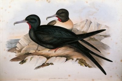 Ilustración de "Las aves de Australia" de John Gould representando al Rabihorcado menor Fregata ariel, por Oscar Dressler de John Gould