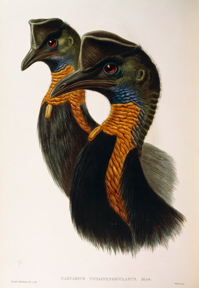 Ilustración de "Las aves de Australia" de John Gould representando al Casuario del norte Casuarius unappendiculatus, por Oscar Dressler de John Gould