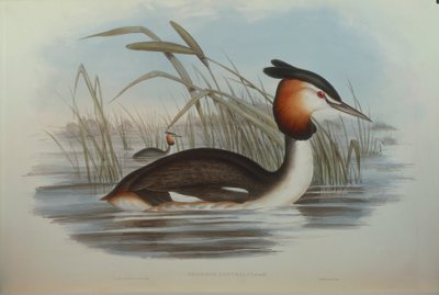 Ilustración de "The Birds of Australia" de John Gould representando Somormujo crestado del sur Podiceps cristatus australis, por Oscar Dressler de John Gould