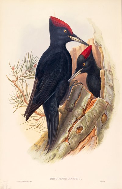 Ilustración de "The Birds of Great Britain" de John Gould representando pareja de Picos negros Dryocopus martius de John Gould