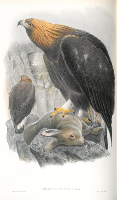 Ilustración de Aquila Chrysaetos (Águila Real) de John Gould