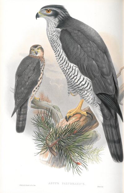 Ilustración de Astur Palumbarius (Azor) de John Gould