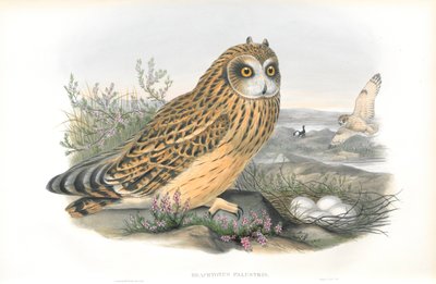 Ilustración de Brachyotus Palustris (Búho campestre) de John Gould