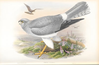 Ilustración de Circus Cyaneus (Aguilucho Pálido) de John Gould