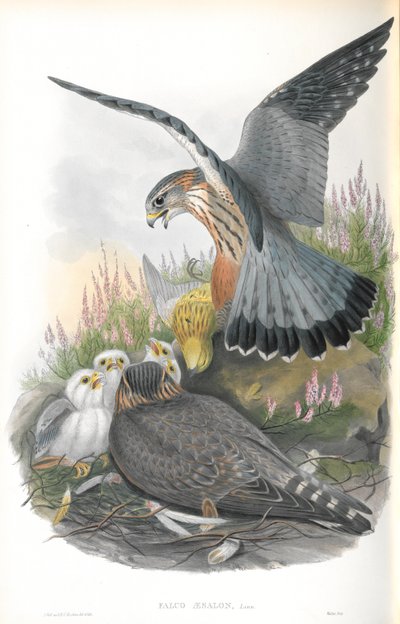 Ilustración de Falco Aesalon (Esmerejón) de John Gould