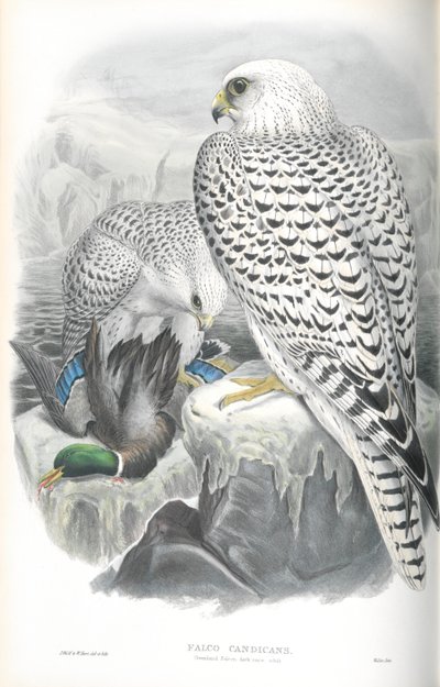 Ilustración de Falco Candicans (Halcón de Groenlandia Raza Oscura) de John Gould